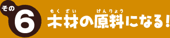 その6　木材の原料になる！