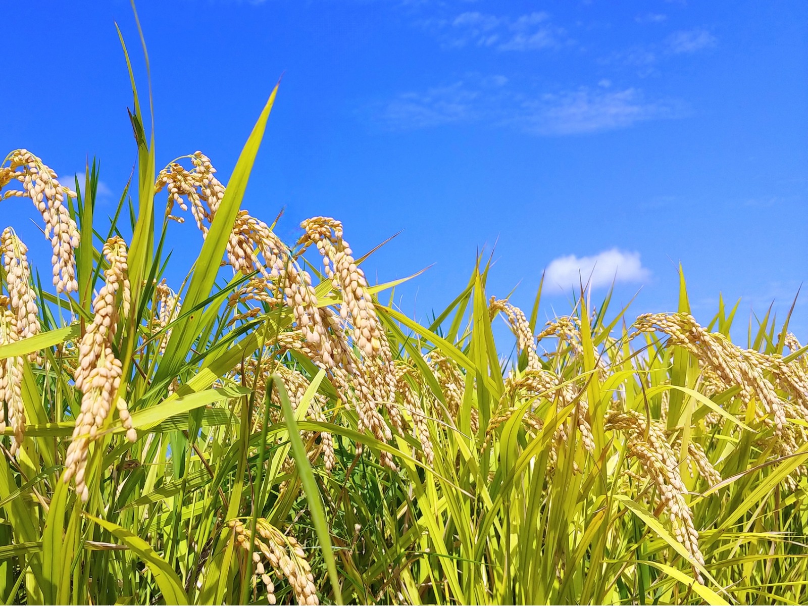 20261001-1-1.jpeg