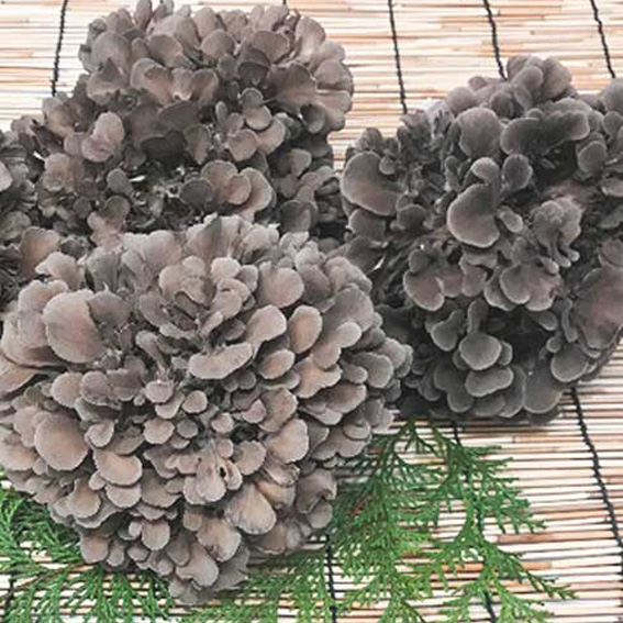 奥出雲舞茸 3株